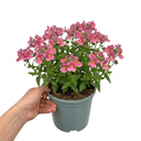 Nemesia Nuvo Rose Improved Plant (2L Pot)