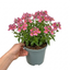 1 Large Plant - Nemesia Nuvo Rose Improved, Outdoor Garden Ready, 2L Pot