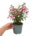 Upright Fuchsia Fuchsita Pink & White Plant (2L Pot)