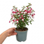 1 Large Plant - Upright Fuchsia Fuchsita Pink & White, Outdoor Garden Ready, 2L