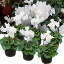 Cyclamen Flame White Plants (Set of 3 or 6)