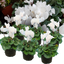 Set of 3 or 6 Large Plants - Cyclamen Flame White, Ready to Plant in Your Garden, 1L