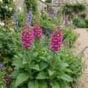 Digitalis Hanabee Deep Rose Foxglove Plants