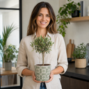Mini Olive Tree in 1.5L Pot, 40–50cm, Nursery Pots