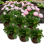 Set of 3 or 6 Garden Ready Plants – Bellis Habanera ‘Rose’, Ready to Plant in Your Garden