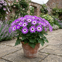Senetti Violet Bicolour Pericallis Plants