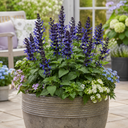 Salvia Sangoons Black & Bloom Plant (5L Pot)