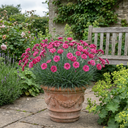 Cottage Pink Dianthus Sugar Raspberry Plant (5L Pot)