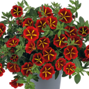 Calibrachoa Cabaret Red Kiss Plants (Set of 3 or 6)