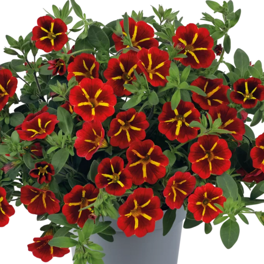 Mass of small deep red trumpet flowers with yellow star centres above green leaves in a grey pot