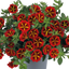 Set of 3 or 6 Large Plants - Calibrachoa Cabaret Red Kiss, Outdoor Garden Ready