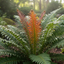 1 Large Plant - Blechnum Volcano Fern, Ready to Plant in Your Garden, 3L Pot
