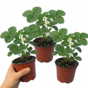 Strawberry Loran Variety Plants (Set of 3 or 6)