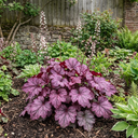Heuchera Wild Rose Coral Bells Plant (2L Pot)