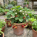 Strawberry Loran Variety Plants (Set of 3 or 6)