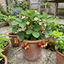 Set of 3 or 6 Large Plants - Strawberry Loran Variety, Outdoor Garden Ready, 1L