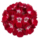 Geranium Calliope M Red Splash Plant (5L Pot)