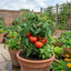 Set of 3 or 6 Large Plants - Tomato Bush Steak (Megabyte), Ready to Plant in Your Garden