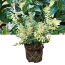 Euonymus Harlequin Plant