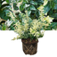 Euonymus Harlequin