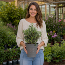 3 Litre Bushy Olive Tree, Nursery Pot, Outdoor, Pots