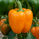 Sweet Pepper 'Liberty Belle' – Golden Bell Pepper (2L Pot)