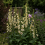 1 Large Plant - Digitalis Dalmatian Cream, Ready to Plant in Your Garden, 2L Pot