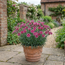 Cottage Pink Dianthus Sugar Plum Plants
