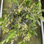 1 Mini Olive Tree – Olea europaea, Ready to Plant in Your Garden, 15cm Pot