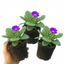 Set of 3 or 6 Primrose ‘Queen Neon Violet’ Hardy Perennial Plants, Bee Friendly Spring Flowering, Outdoor Garden Ready, 1 Litre Root-Ball