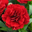 Set of 3 Large Plants - Dianthus Oscar Dark Red, Outdoor Garden Ready