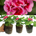 Geranium Calliope Rose Splash Plants (Set of 3 or 6)