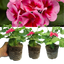 Set of 3 or 6 Large Plants - Geranium Calliope Rose Splash, Ready to Plant in Your Garden