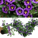 Calibrachoa Bumble Bee Blue Plants (Set of 3 or 6)