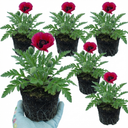 Papaver Orientale Beauty of Livermere Plants (Set of 3 or 6)