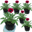 Set of 3 or 6 Papaver Orientale Beauty of Livermere Plants, Hardy Perennial Oriental Poppy, Outdoor Garden Ready, 1 Litre Root-Ball