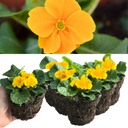 Primrose Orange Plant