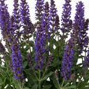 Salvia East Friesland Perennial Plants