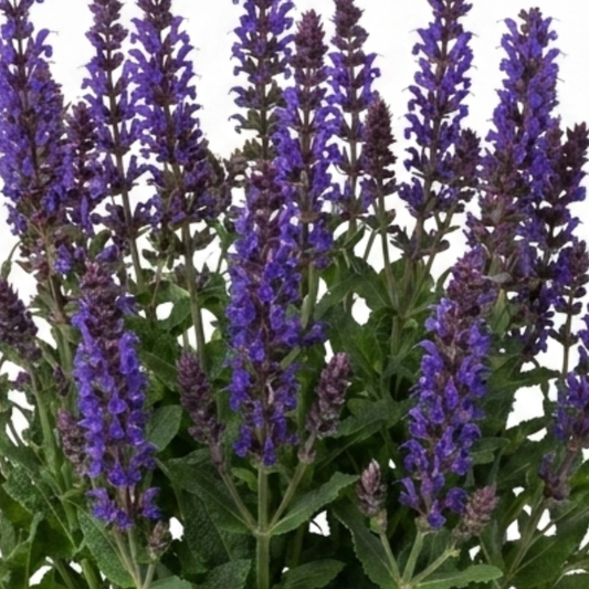 Dense violet-blue flower spikes above grey-green sage leaves against a plain white background