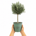 3L Olive Tree Plant, 80-100cm, Mediterranean Nursery Pots