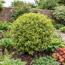 Pittosporum Tenuifolium Golden Ball Plant (3L Pot)