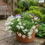 Set of 3 or 6 Large Plants - Arabis Aubris White, Ready to Plant in Your Garden, 1L