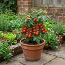 Growers Selection Cherry Tomato Patio Plants (Set of 3 or 6)
