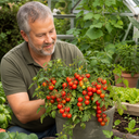 Patio Cherry Tomato Plants