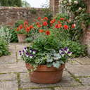Geum Mrs Bradshaw Plants (Set of 3 or 6)