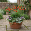 Set of 3 or 6 Geum Mrs Bradshaw Hardy Perennial Plants, Scarlet Red Double Cottage Garden Flowers, Outdoor Garden Ready, 1 Litre Root-Ball