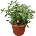 Fuchsia Bush Winston Churchill Plant (5L Pot)