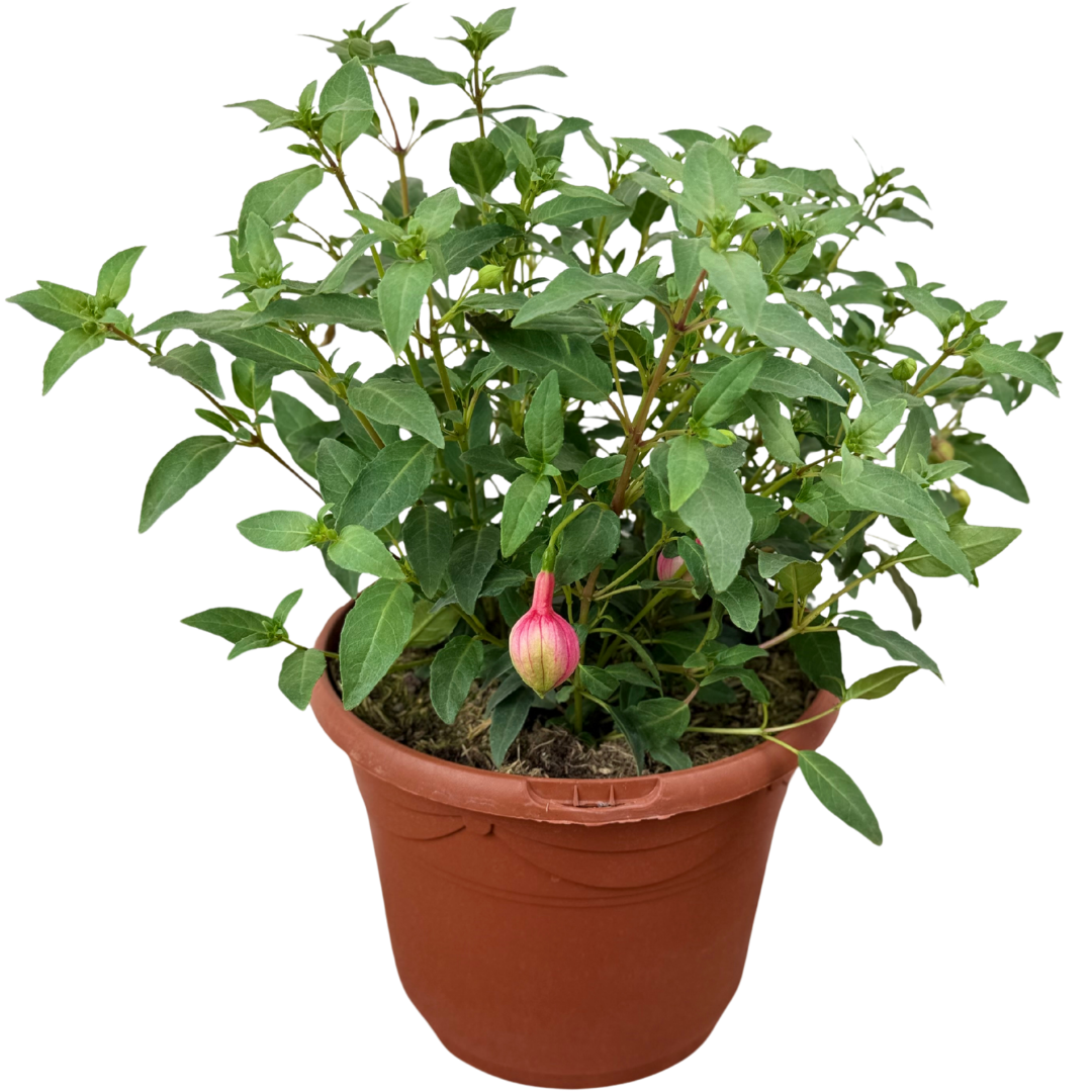 Fuchsia 'Winston Churchill' – Bush Fuchsia (5L Pot)