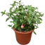 1 Large Plant - Fuchsia Bush Winston Churchill, Outdoor Garden Ready, 5L Pot