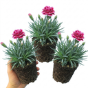 Dianthus Oscar Plants (Set of 3 or 6)